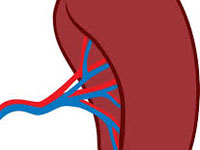 L&rsquo;attachat de presse : l&rsquo;état de ma rate