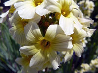 Sisyrinchium striatum, what else ?