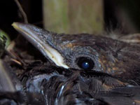 Turdus merula junior, gouvernail HS…
