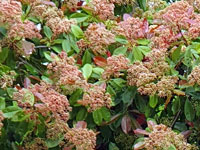 Le photinia cadeau