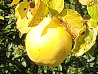 Coings et re-coings